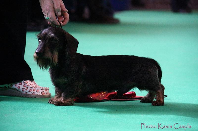 Crufts2011_2 814.jpg